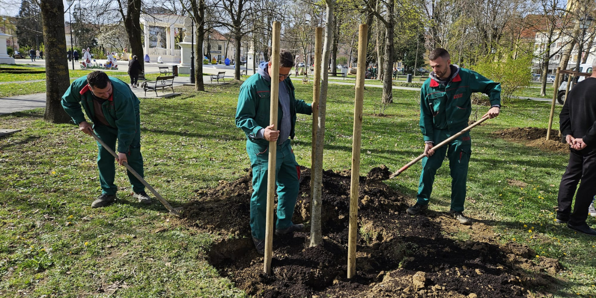 Kreće sadnja 365 novih stabala u Bjelovaru: Evo koje ulice će se zazelenjeti