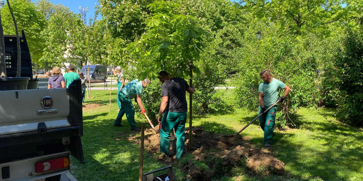 [FOTO] U središnjem bjelovarskom parku sade se divlji kesteni