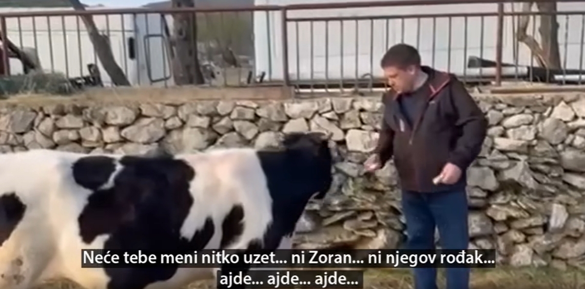 Oleg Butković ne da svoju kravicu Milanoviću i rođaku