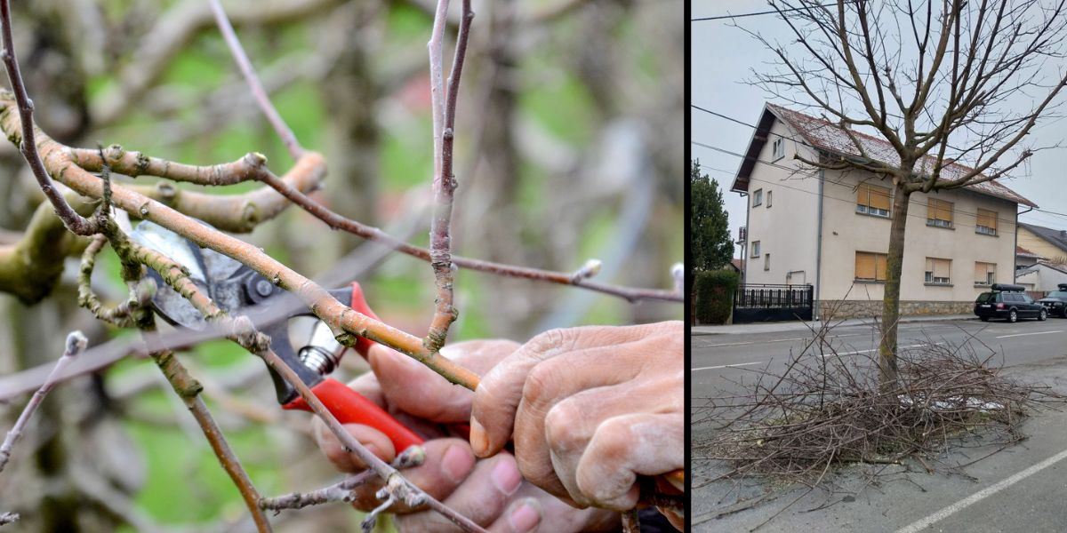 Primili ste se orezivanja granja? Evo kada i kako ih pripremiti za odvoz