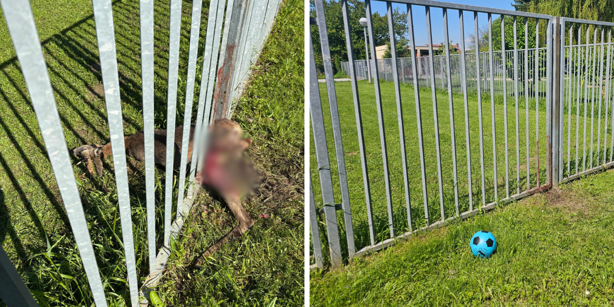 UZNEMIRUJUĆE Mrtva divljač usred grada, građani u šoku!