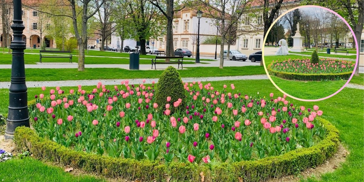 Nježni ljepotani donijeli dašak proljeća, s jednim cvijetom nisu u dobrim odnosima