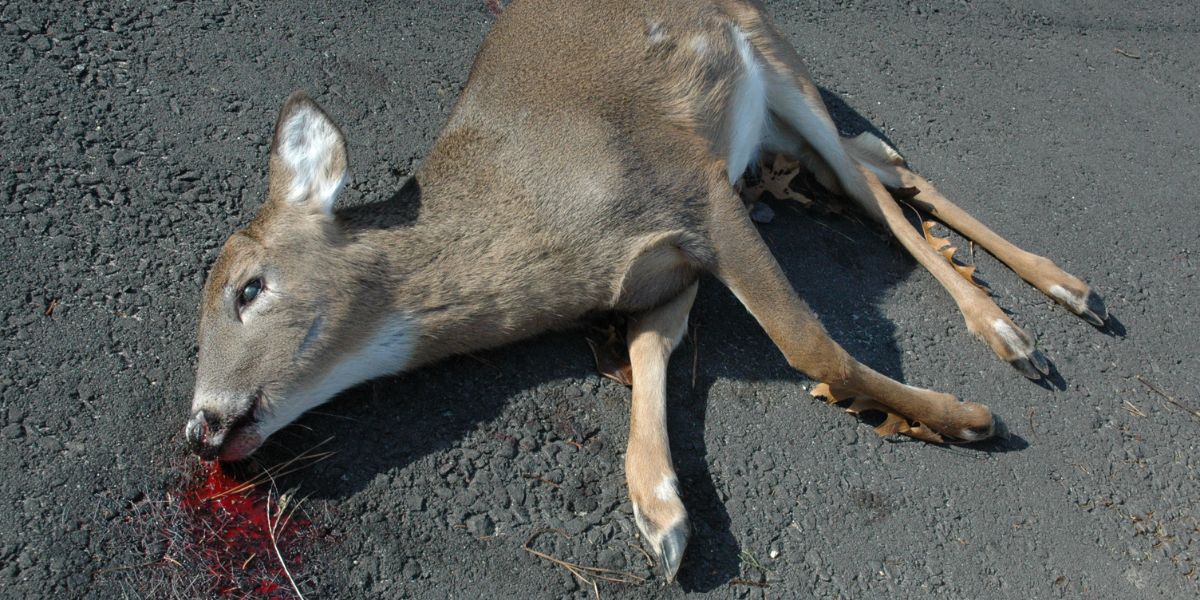 Tragičan vikend za životinje: Pet naleta u tri dana, tri srne platile glavom