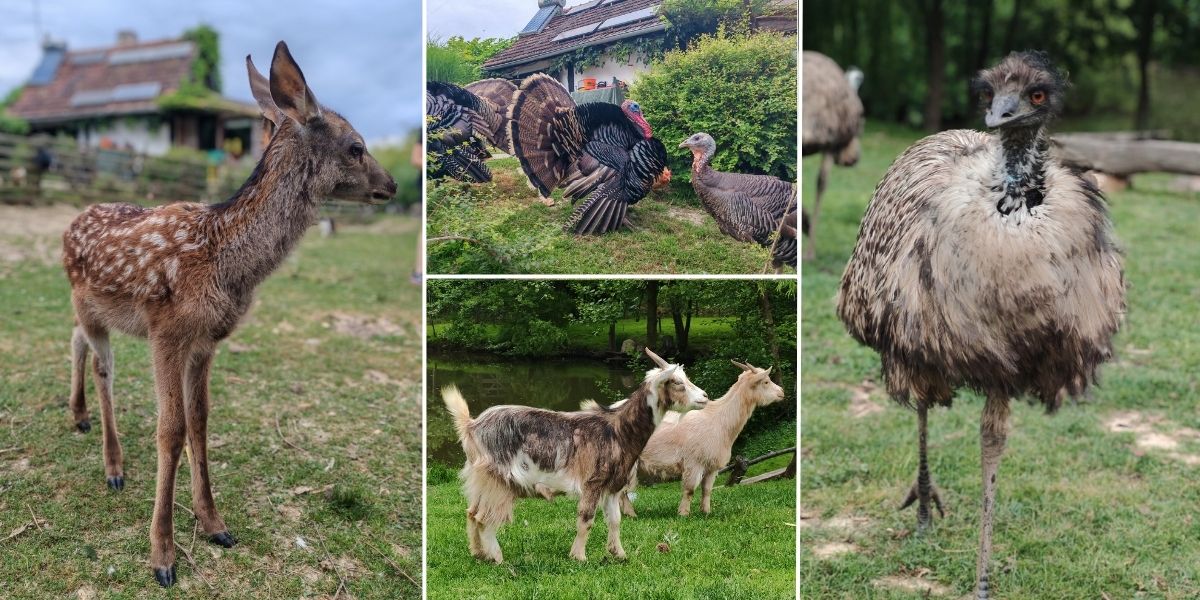 Grgin konak otvara svoja vrata: Posljednja prilika za posjet prije ljetne pauze