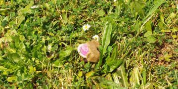 Što to pada s neba diljem zemlje? Izgleda primamljivo, no budite na oprezu