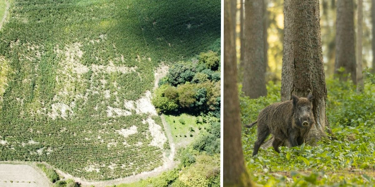 Ratari na koljenima: Pogledajte kako izgleda polje nakon gozbe divljih svinja