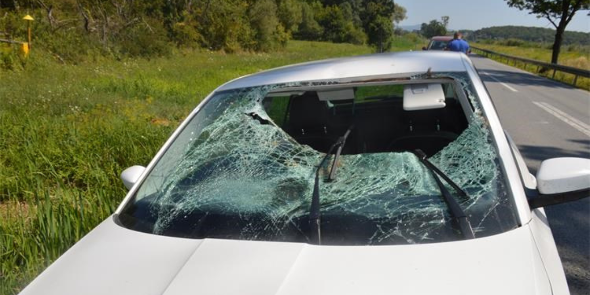 Pakleni susret u vožnji: Srndać uletio u auto, nećete vjerovati što je napravio mladi vozač