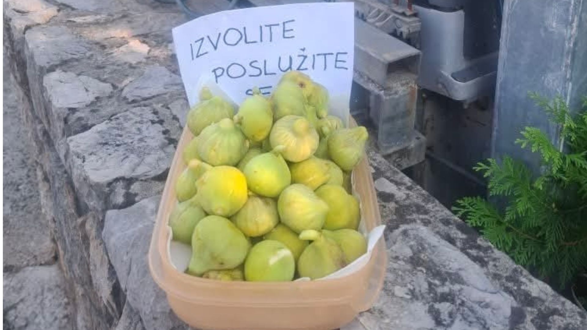 Gesta koja oduševljava, svježe smokve na zidiću za sve prolaznike – besplatno! Pitate se gdje?
