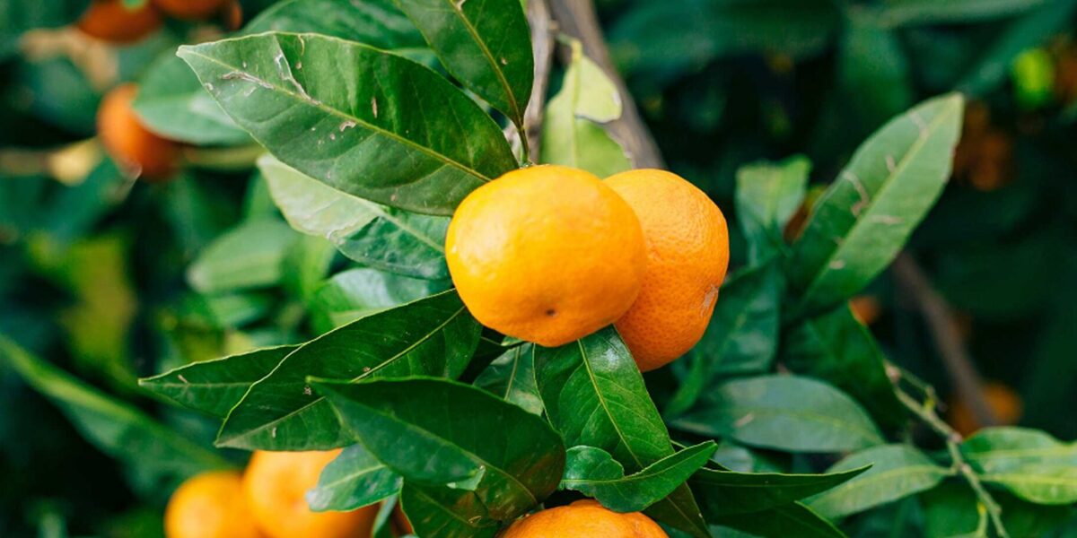 Počela sezona mandarina: Ovo će biti cijena omiljene voćke iz doline Neretve, proizvođači ogorčeni