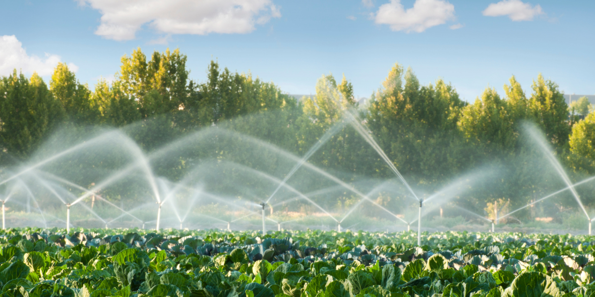 Kako pobijediti sušu? Iskustva ovih poljoprivrednika pokazuju da je rješenje pred nosom