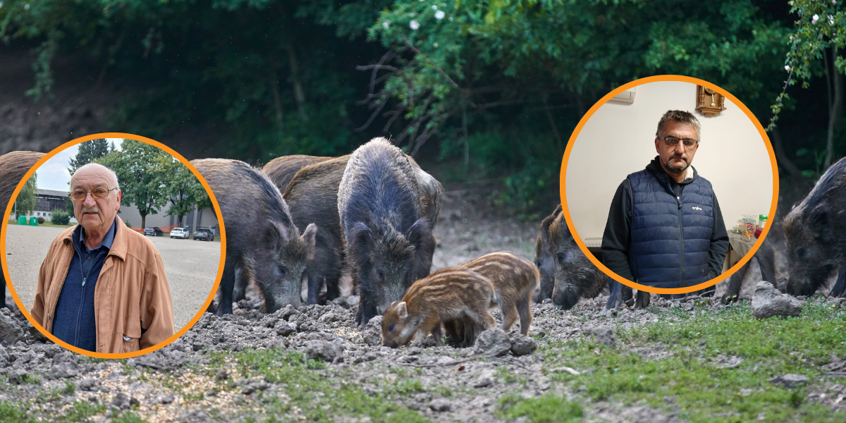 Lovci tvrde da rade sve, poljoprivrednici da ne rade ništa, a svinje feštaju