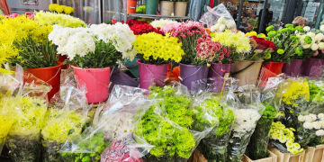 Obišli smo tržnicu: Pogledajte ponudu i cijene rezanog cvijeća (i zelenila) uoči blagdana Svih svetih