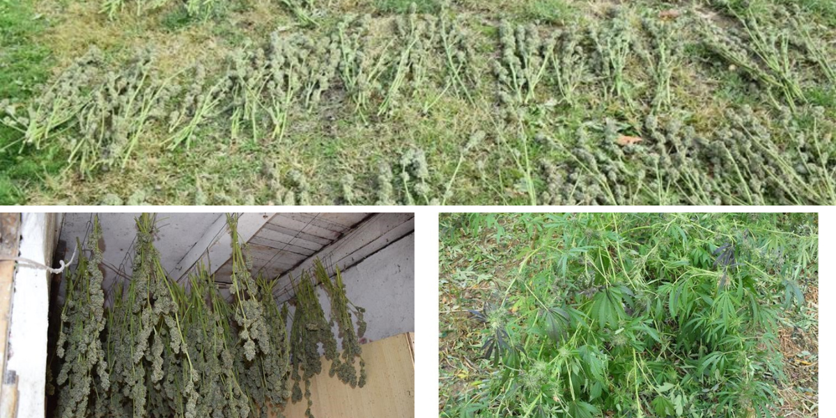 Na selu se bacio u uzgoj, pa mu policija pokucala na vrata