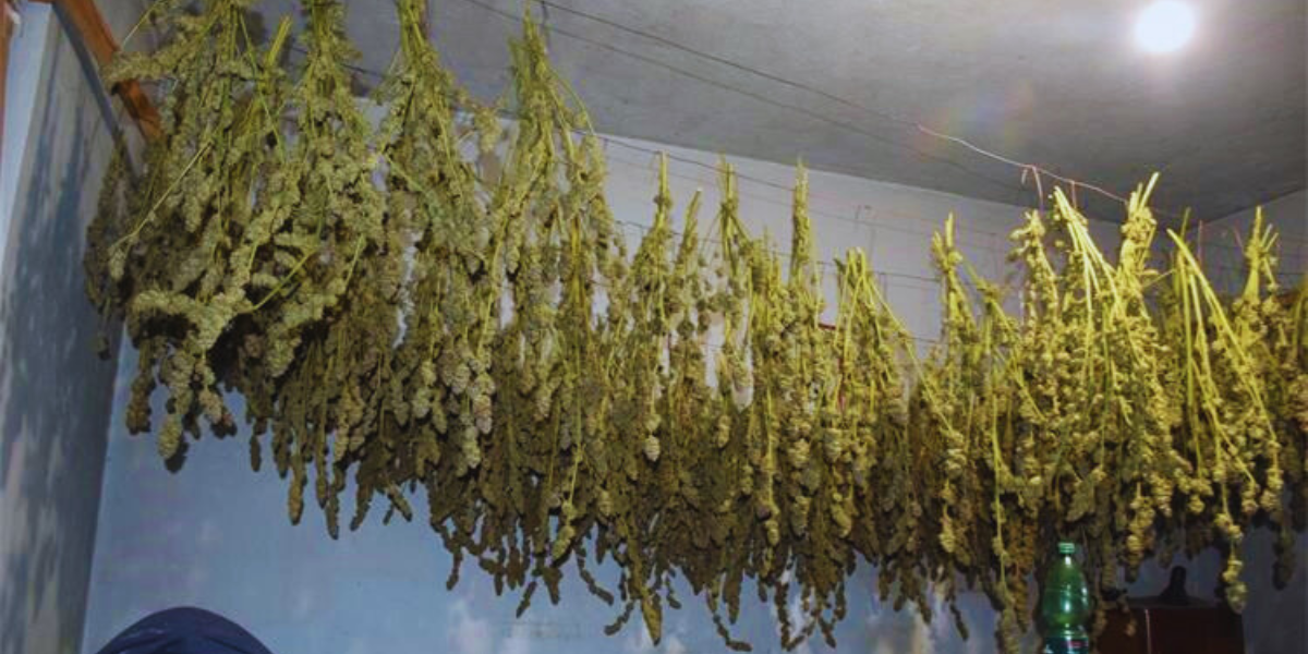 Policija objavila fotke: Pogledajte kako izgleda marihunaska plantaža iz našeg susjedstva