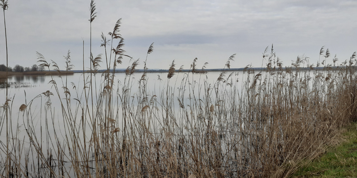 Nakon suše, zaprijetio i virus: Hoćemo li ostati bez ribe pred božićne blagdane?