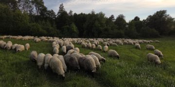 Počeo lov na janjce i odojke: Ovo su trenutne cijene, a tek se očekuje njihov rast