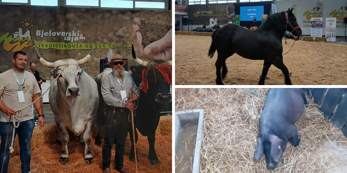 Prijeti li nacionalnom stočnom blagu put u zaborav ili imaju svoj adut iz rukava?