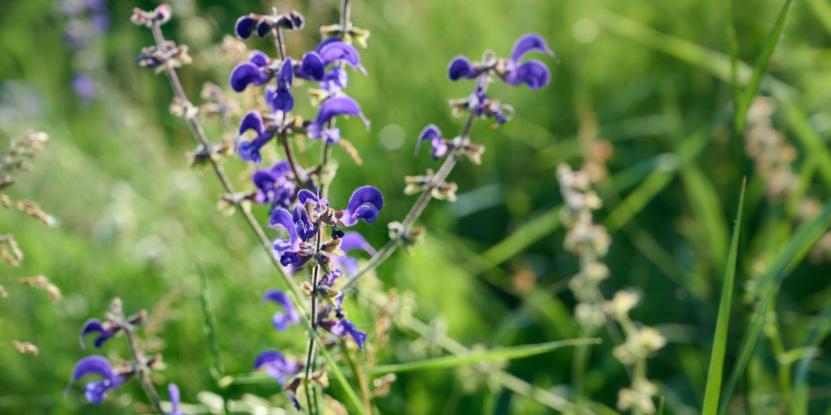 Sada je idealan trenutak za sadnju magične biljke koja pročišćava zrak