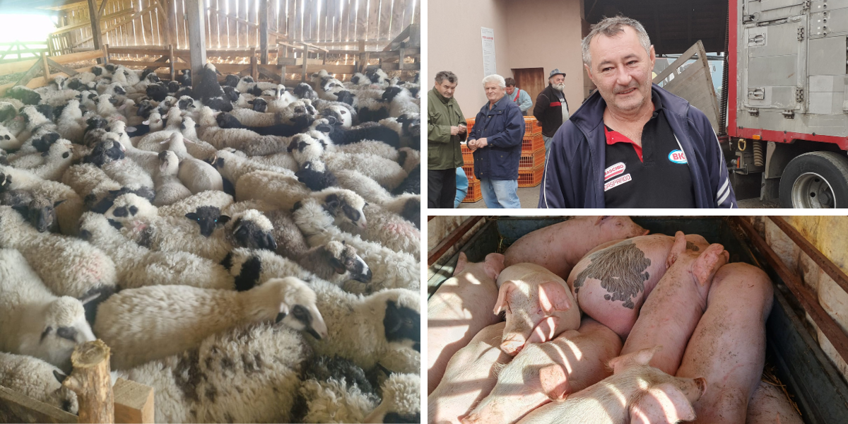Počeo lov na janjce i odojke: Ovo su trenutne cijene, a tek se očekuje njihov rast