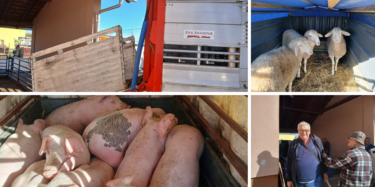 Bili smo na berečkom stočnom sajmu, provjerili što se traži, ali i ima li cjenkanja
