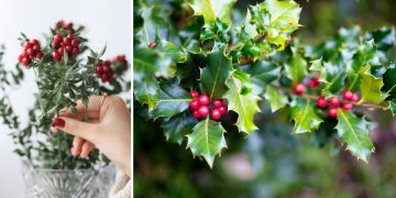 Ova zimska dekoracija uljepšava domove, ali morate ju držati što dalje od djece i ljubimaca, razlog je ozbiljan