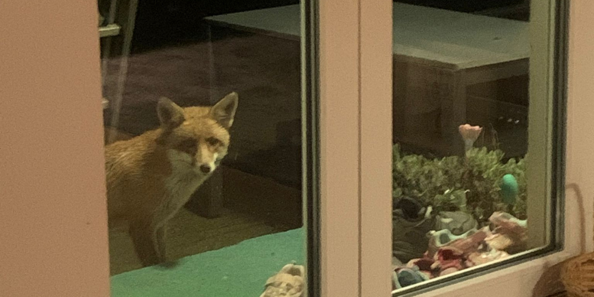 Neobična gošća banula na vrata obiteljske kuće na sjeveru grada