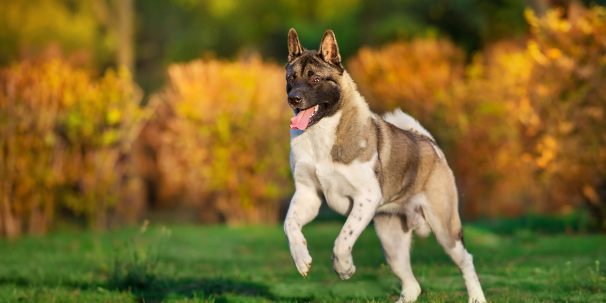 Akite rastrgale mješanca: 'Ovi psi sposobni su suočiti se s čoporom vukova, bez obzira na posljedice'