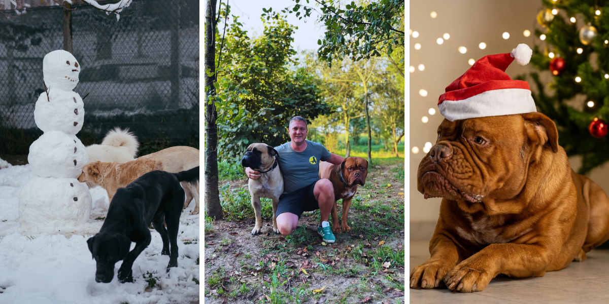 Daleko od buke, bez stresa, ali uz vlastiti party: Evo kako naši četveronožni prijatelji dočekuju Novu godinu