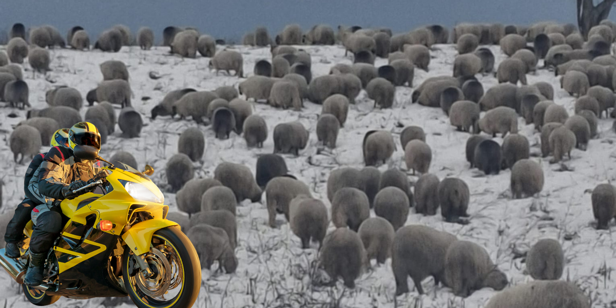 Turirao pred preplašenim ovcama pa dobio batina od čobana