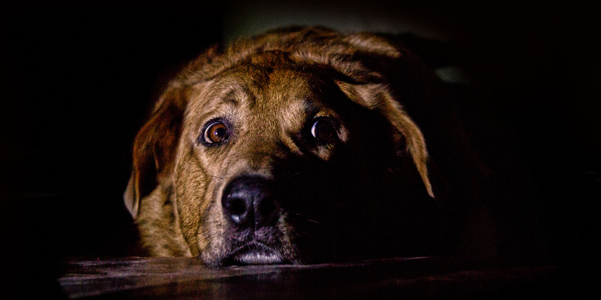 Kako pomoći psu da lakše podnese zvuk petardi i vatrometa? Donosimo vodič za mirnije blagdane