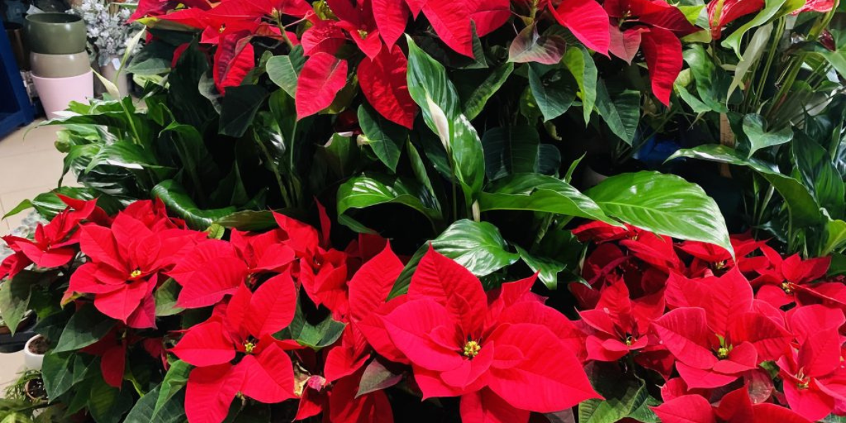 Savjeti stručnjaka: Uz ove male trikove božićna zvijezda može trajati i dugo nakon blagdana