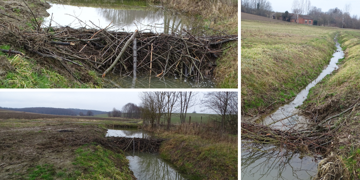 'Marljiv kao dabar': Pogledajte impresivne brane nastale u našem susjedstvu