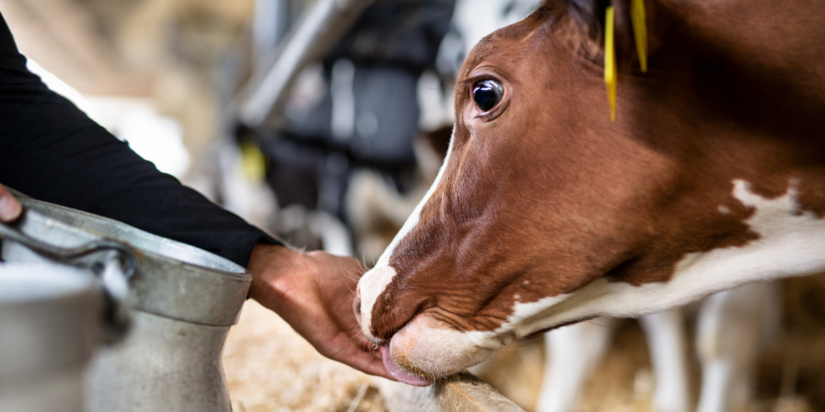 'Ja ovo više ne bih birala’: Ispovijest žene koja 30 godina proizvodi mlijeko