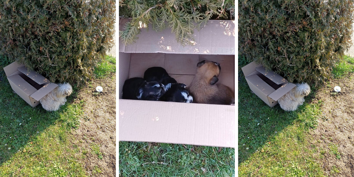 Potresan prizor zgrozio sugrađanku: 'Kakvi su to ljudi koji mogu proći pored kutije i okrenuti glavu od bespomoćnih bića'