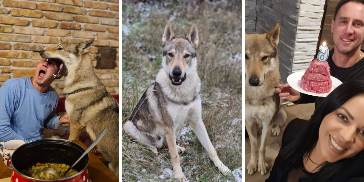 Je li ovo najtraženiji pas u Hrvatskoj? Vlasnici nude 200 € za snimku, a iznos za pronalazak će vas šokirati
