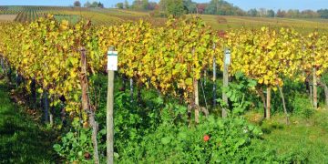 Imate zapušteni vinograd? Evo kako ga jeftino raskrčiti