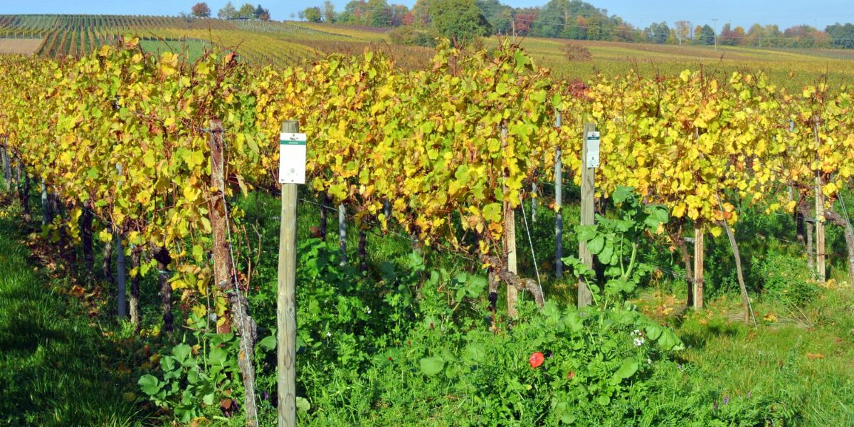 Imate zapušteni vinograd? Evo kako ga jeftino raskrčiti