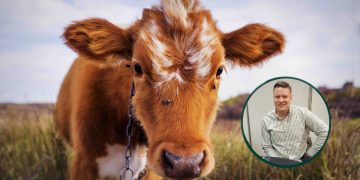 Zna li se već koliko će poskupjeti junetina? Novi predsjednik Baby Beef udruge ima odgovor