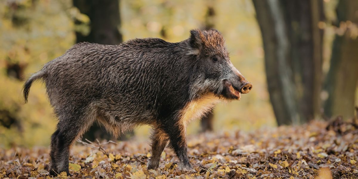 Divljač vam uništava usjeve? Evo što donosi novi zakon