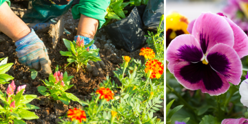 Proljeće u vrtu: Što saditi sada da bi cvjetnjak bio pun boja?