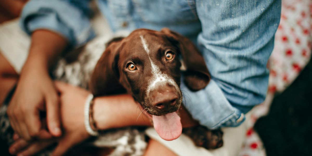 Povijesni trenutak: Zbog bolesti ljubimca neki sada mogu dobiti plaćene slobodne dane