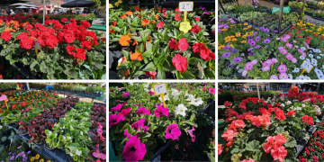 Bili smo na placu: Ovo cvijeće svi nose kući, a znamo i kakve su cijene