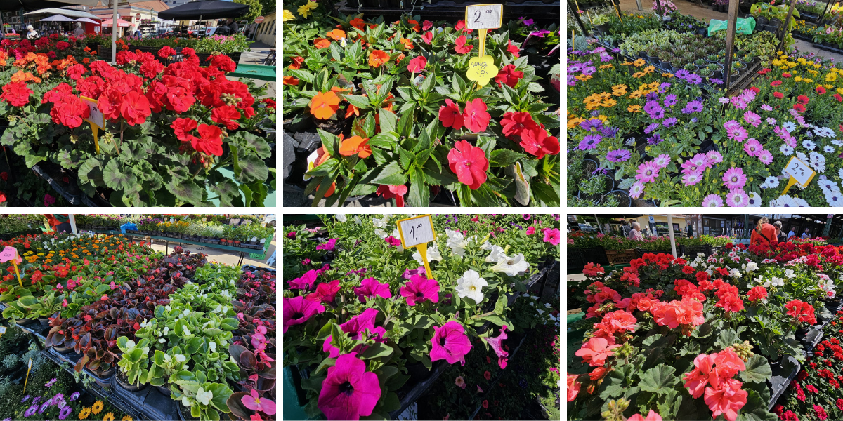 Bili smo na placu: Ovo cvijeće svi nose kući, a znamo i kakve su cijene