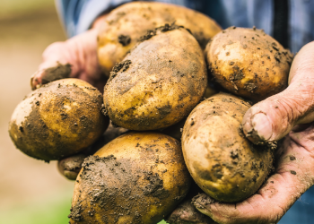 Svi ga jedemo, ali ove bi ga godine moglo usfaliti, barem onog domaćeg