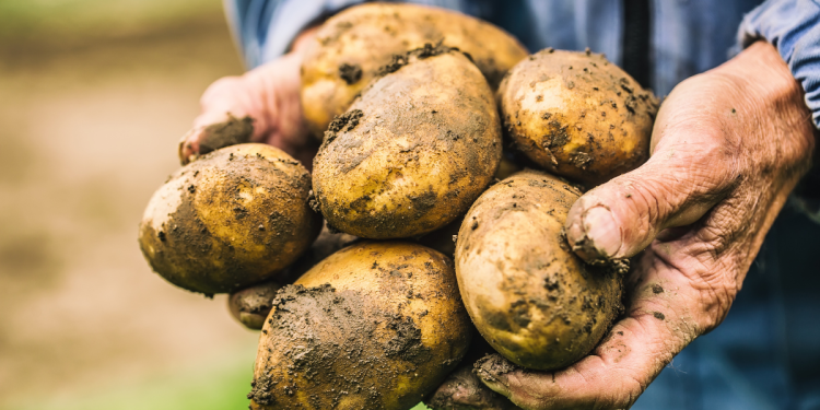Svi ga jedemo, ali ove bi ga godine moglo usfaliti, barem onog domaćeg