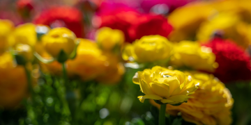 Cvijeće, pića, zabavne radionice zašarenili središte grada