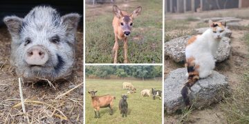 Vrata se ponovno otvaraju, a ovi ljepotani jedva čekaju goste