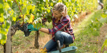 Vinogradari se u berbi navikavaju na ‘novo normalno’. Što to znači za vino?