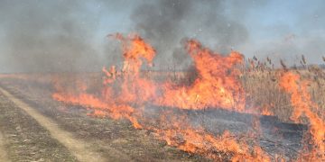 Palio korov, a onda je sve krenulo po zlu: Muškarac završio u bolnici
